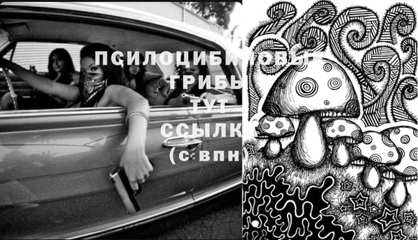 стаф Корсаков